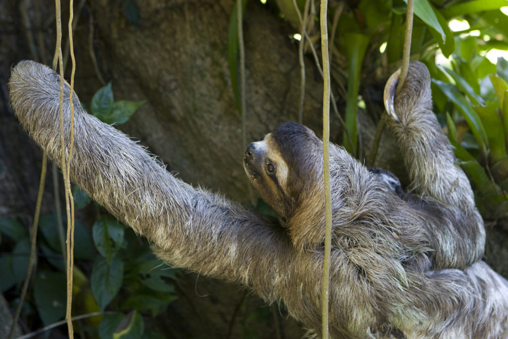 Detail Pic Of Sloth Nomer 53
