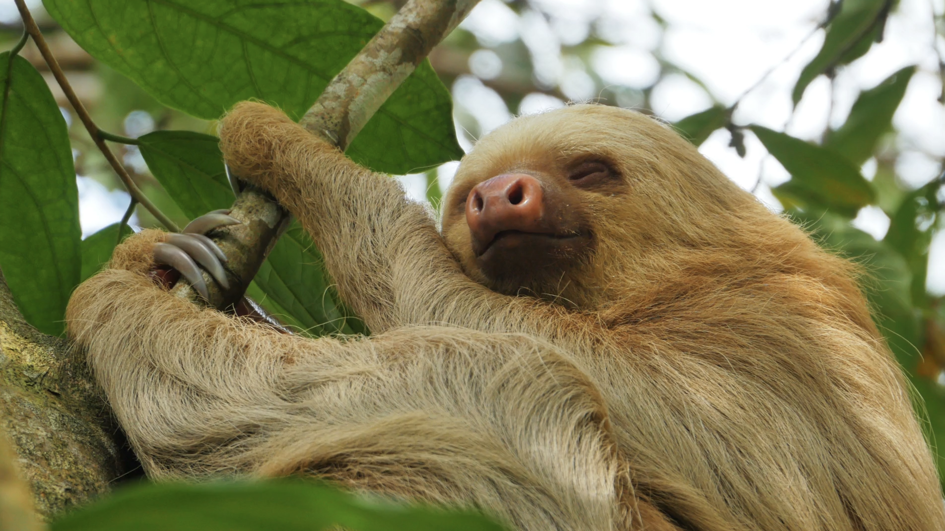 Detail Pic Of Sloth Nomer 57