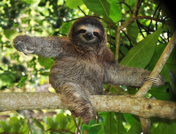 Detail Pic Of Sloth Nomer 10