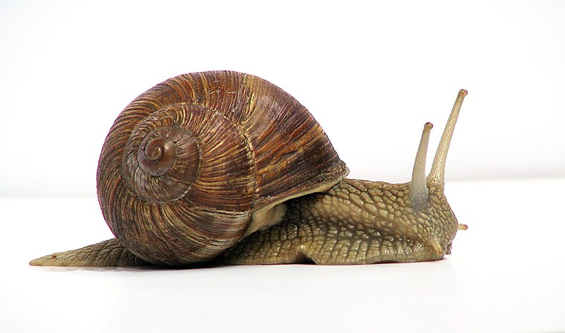 Detail Pic Of Snail Nomer 2
