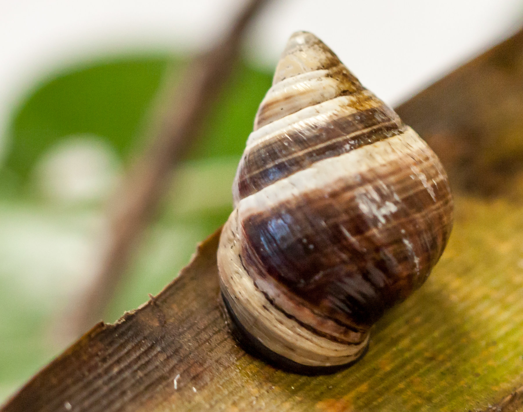 Detail Pic Of Snail Nomer 55
