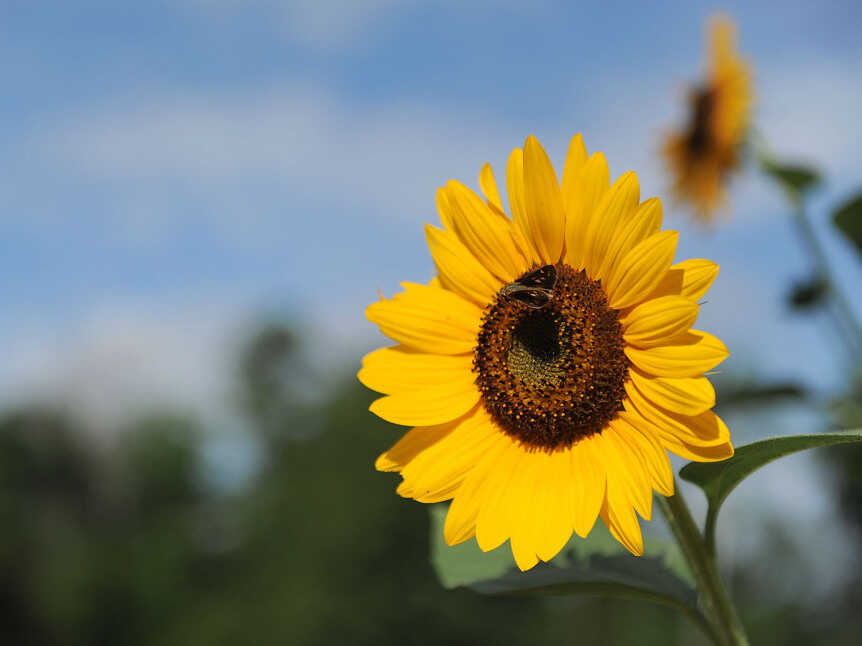 Detail Pic Of Sunflower Nomer 21