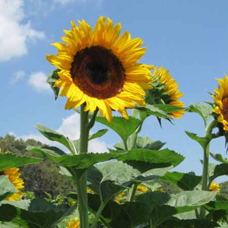 Detail Pic Of Sunflower Nomer 22