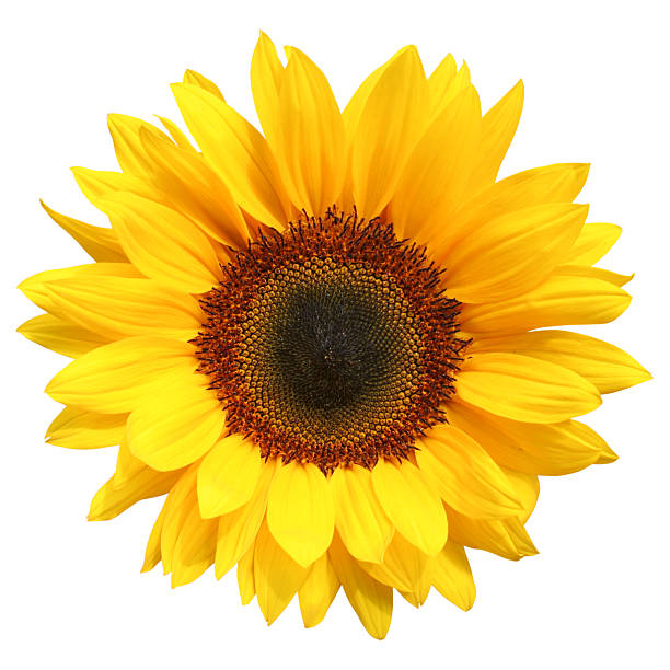 Detail Pic Of Sunflower Nomer 5