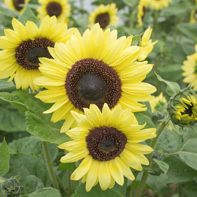 Detail Pic Of Sunflower Nomer 45