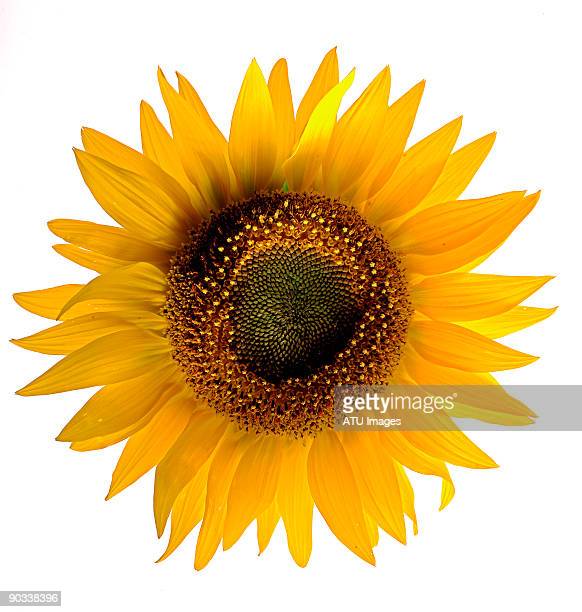 Detail Pic Of Sunflower Nomer 56