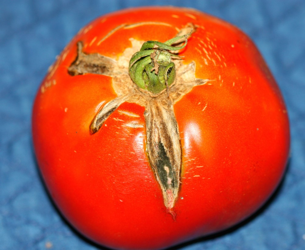 Detail Pic Of Tomato Nomer 50