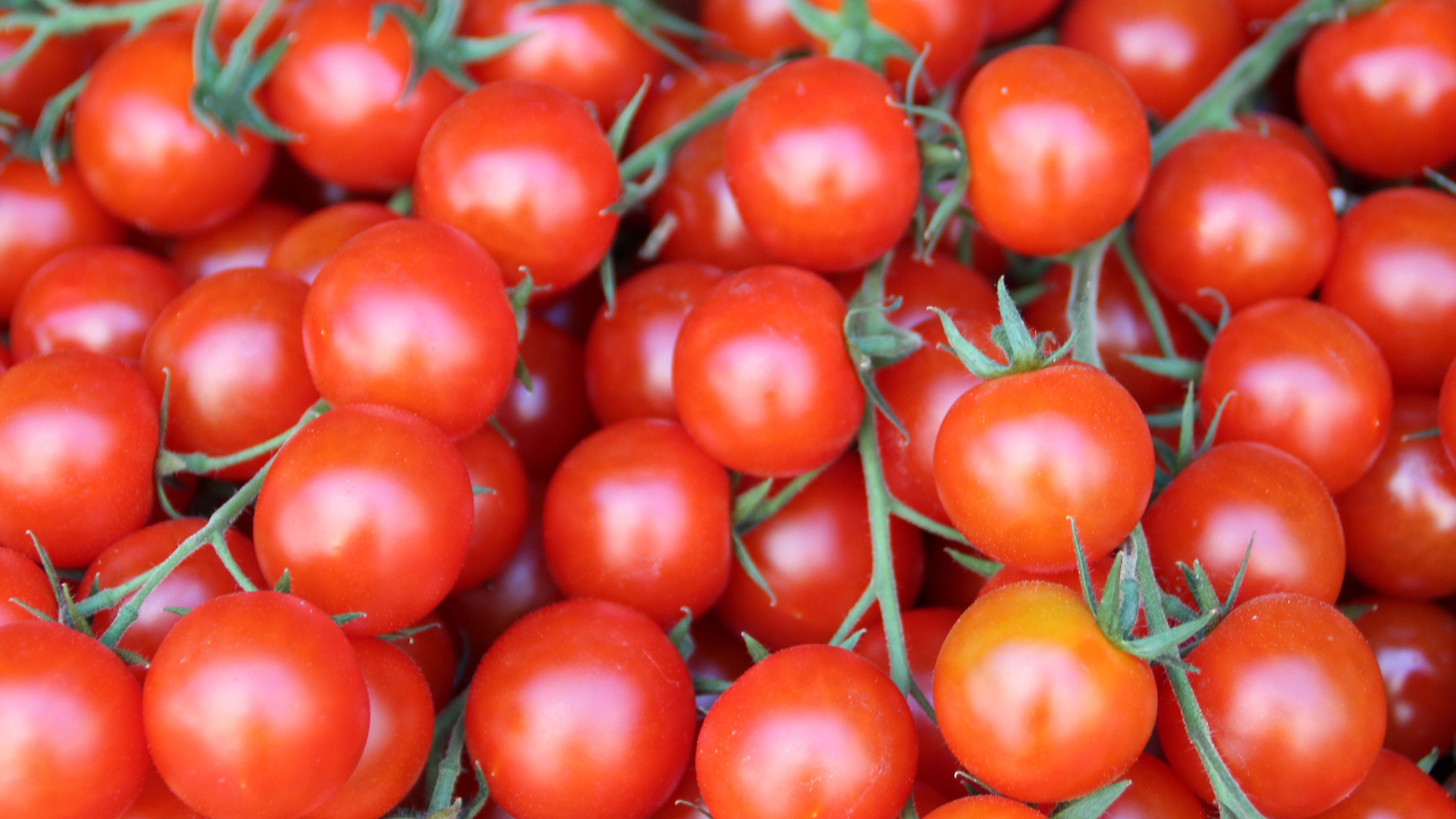Detail Pic Of Tomato Nomer 56