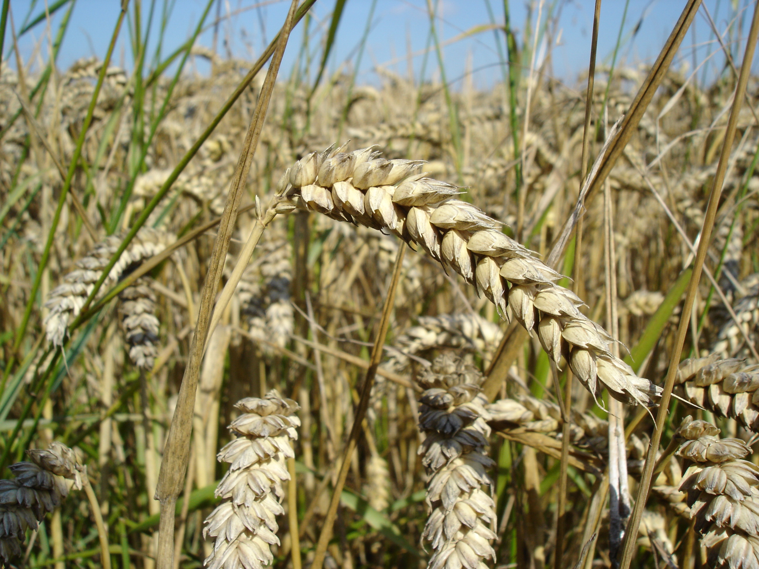 Pic Of Wheat - KibrisPDR