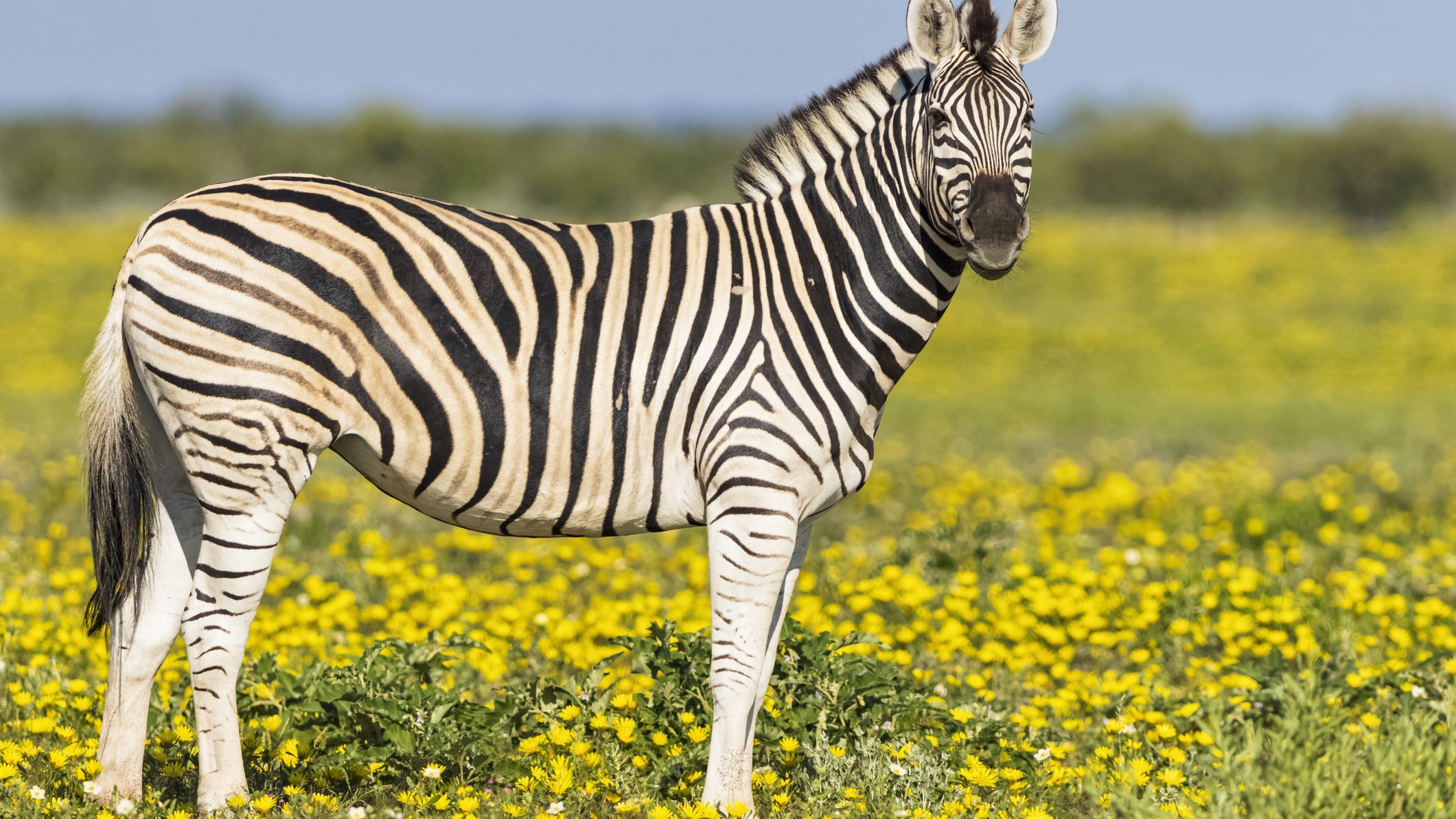 Pic Of Zebra - KibrisPDR