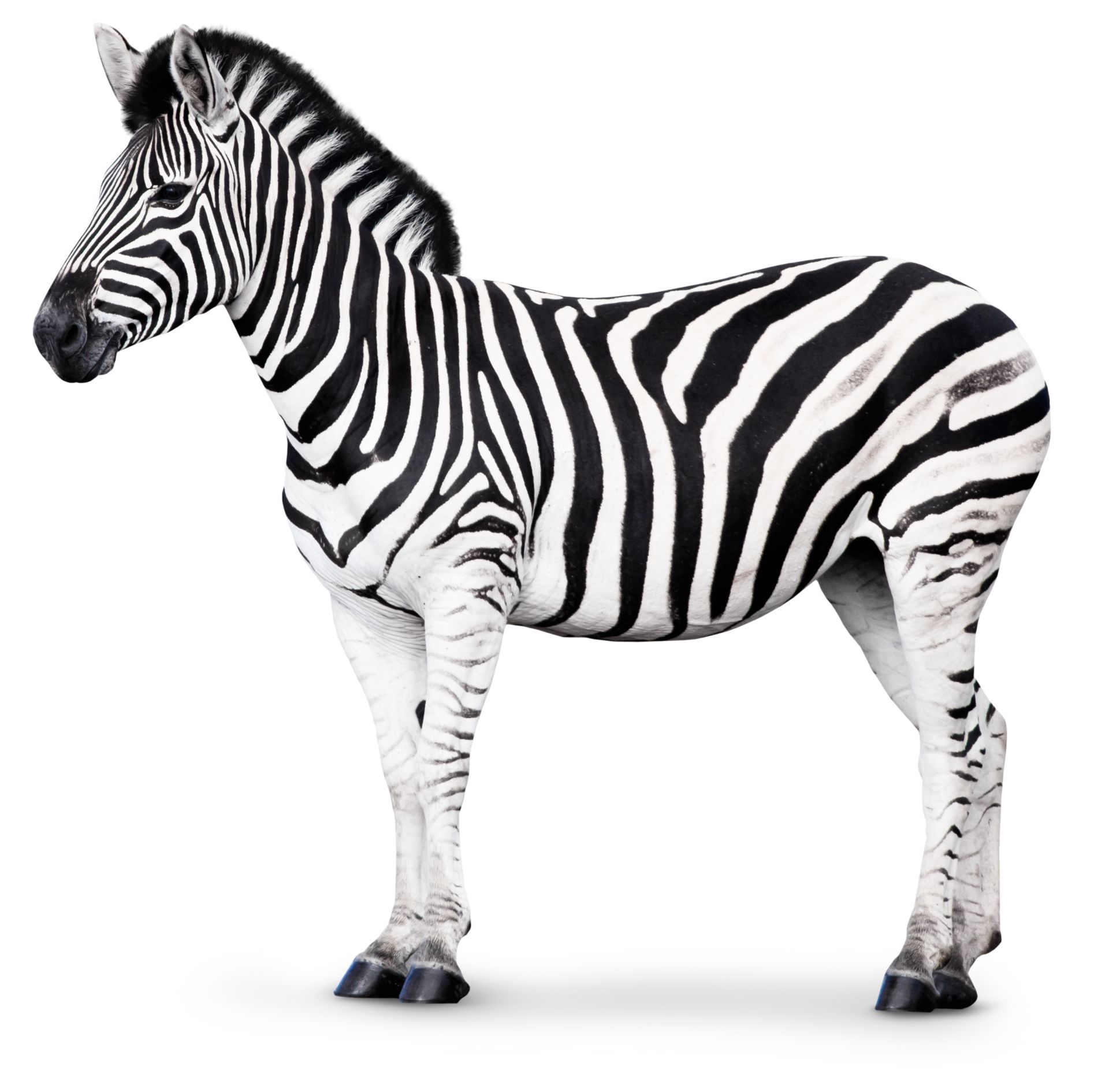 Detail Pic Of Zebra Nomer 5