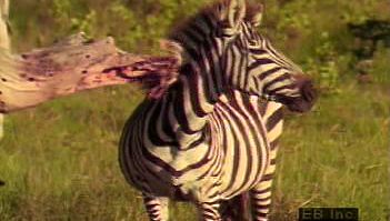 Detail Pic Of Zebra Nomer 42