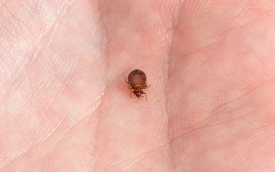 Detail Pics Of A Bedbug Nomer 15