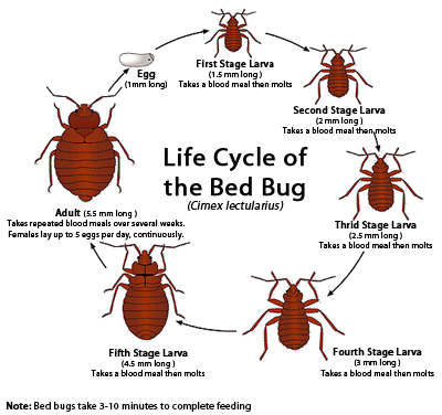 Detail Pics Of A Bedbug Nomer 17