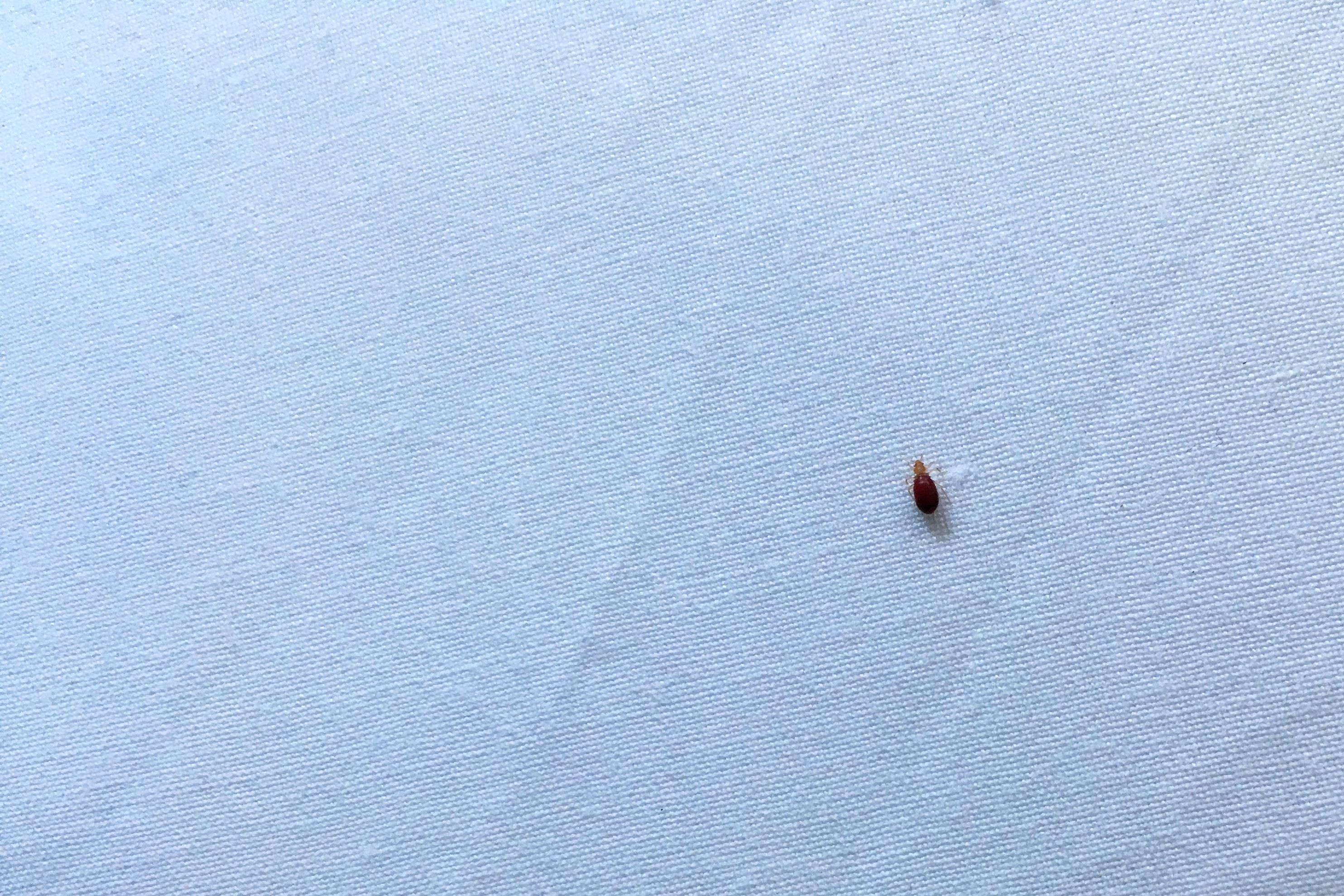 Detail Pics Of A Bedbug Nomer 26