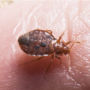 Detail Pics Of A Bedbug Nomer 41
