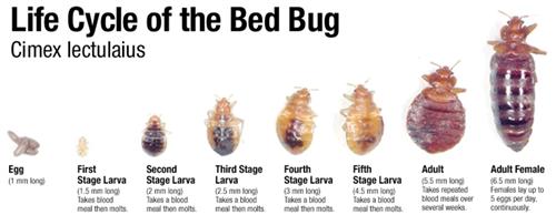 Detail Pics Of A Bedbug Nomer 43
