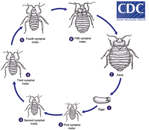 Detail Pics Of A Bedbug Nomer 55