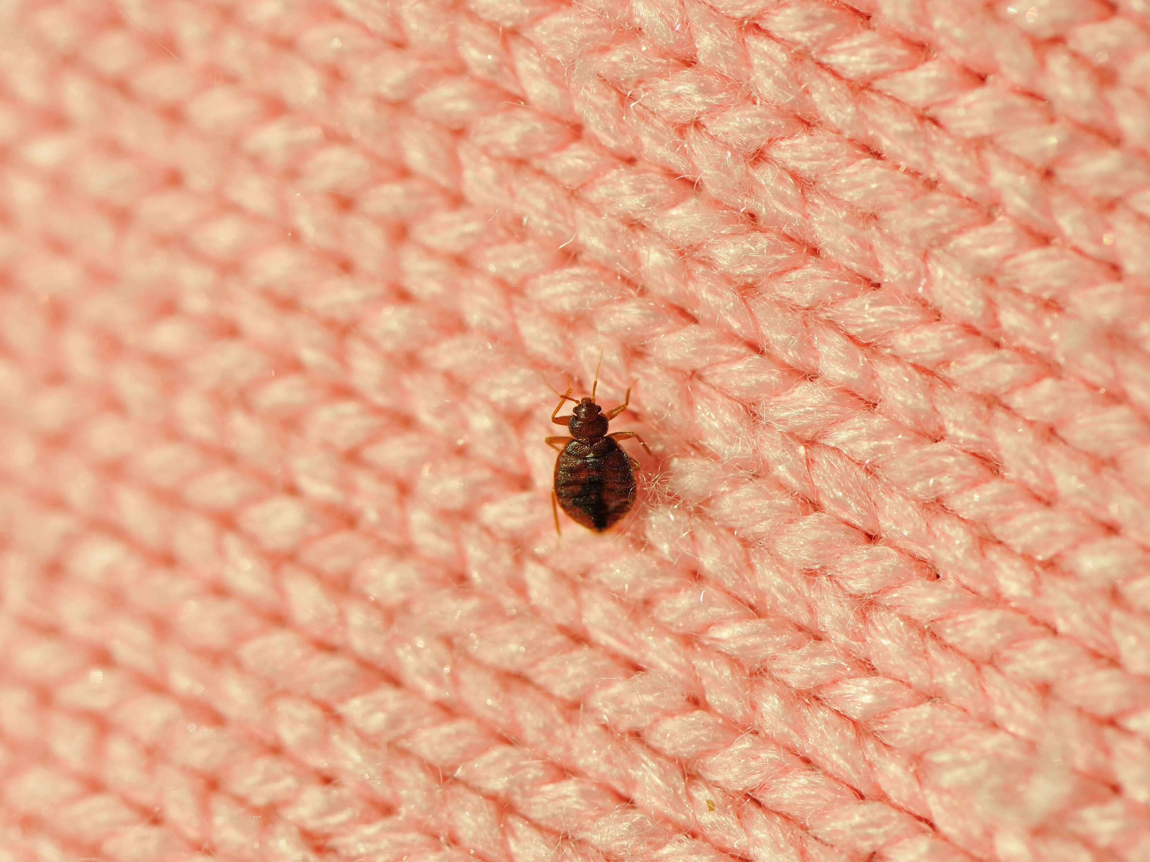 Detail Pics Of A Bedbug Nomer 7