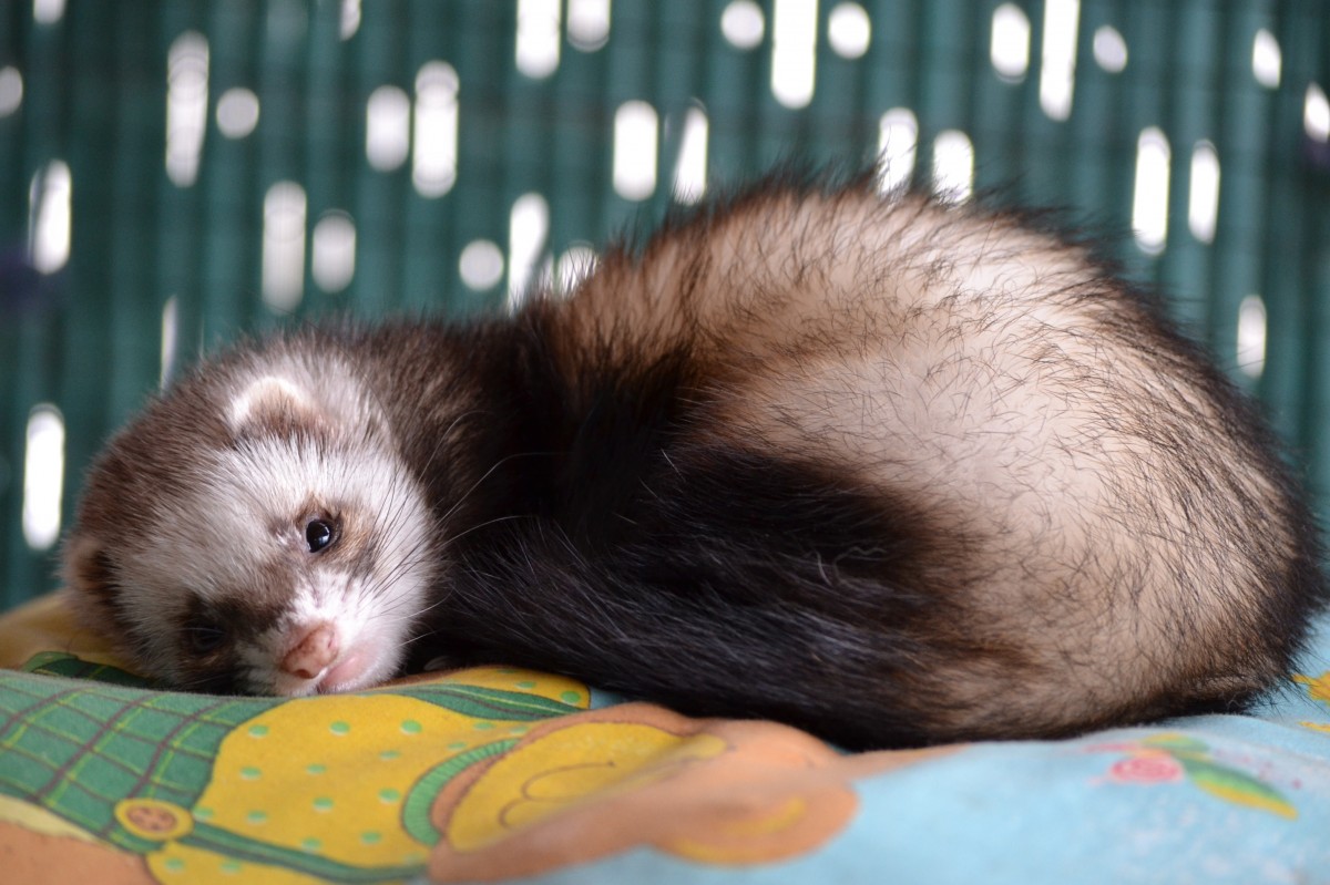 Detail Pics Of A Ferret Nomer 13