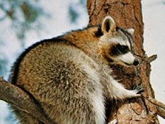 Detail Pics Of A Raccoon Nomer 55