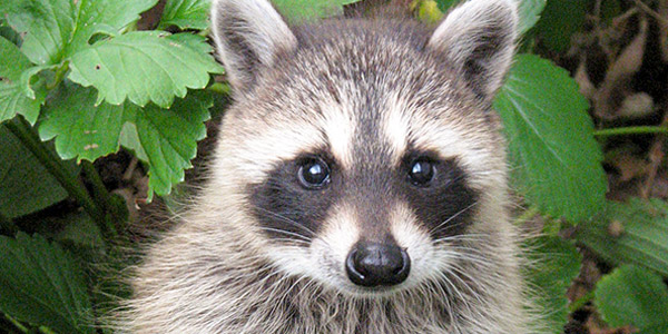 Detail Pics Of A Raccoon Nomer 7