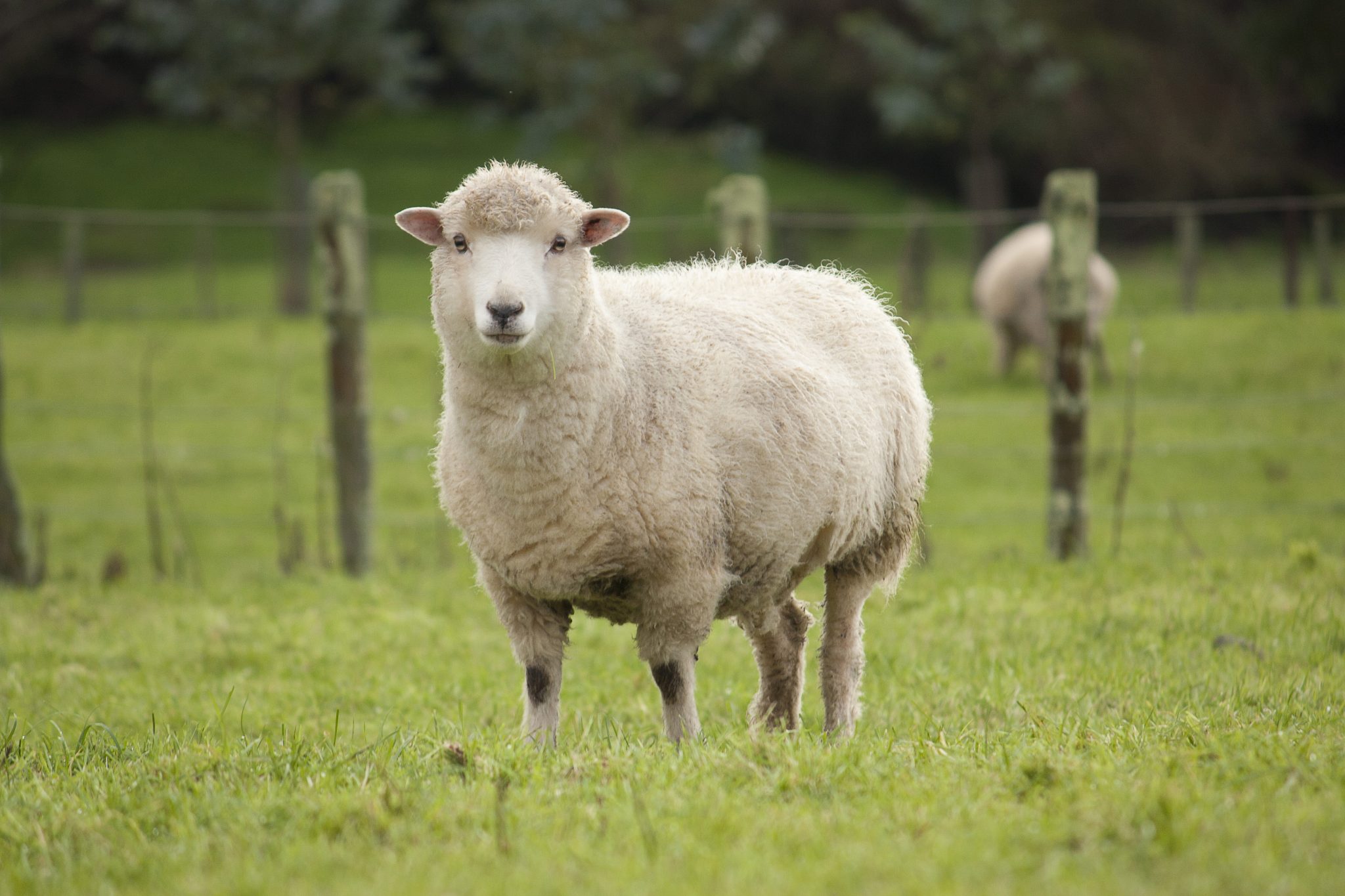 Pics Of A Sheep - KibrisPDR