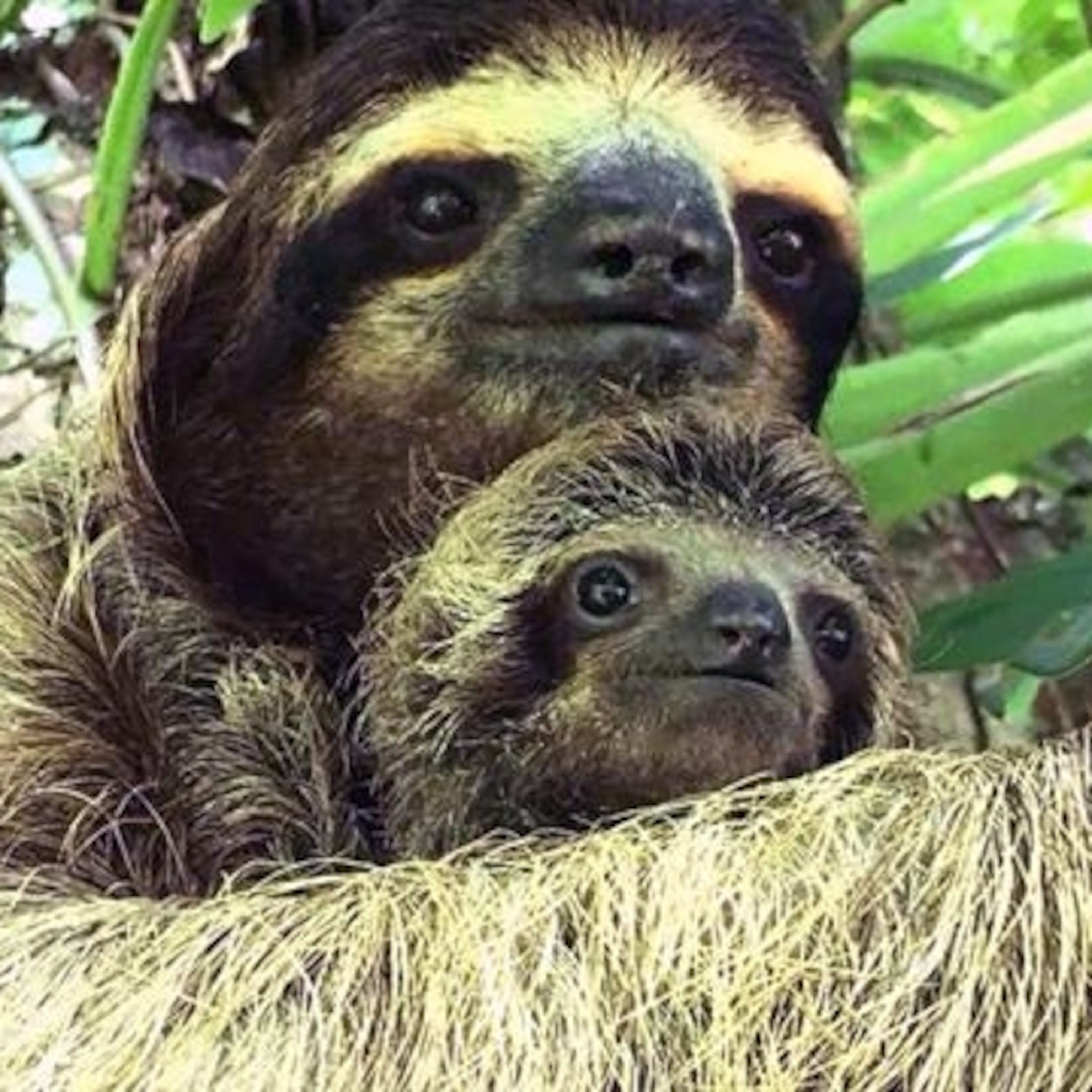 Detail Pics Of A Sloth Nomer 13