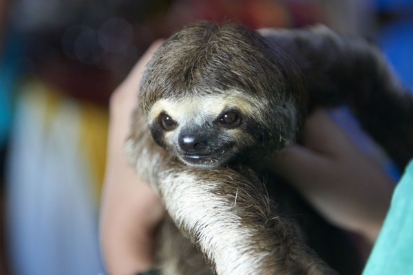 Download Pics Of A Sloth Nomer 23