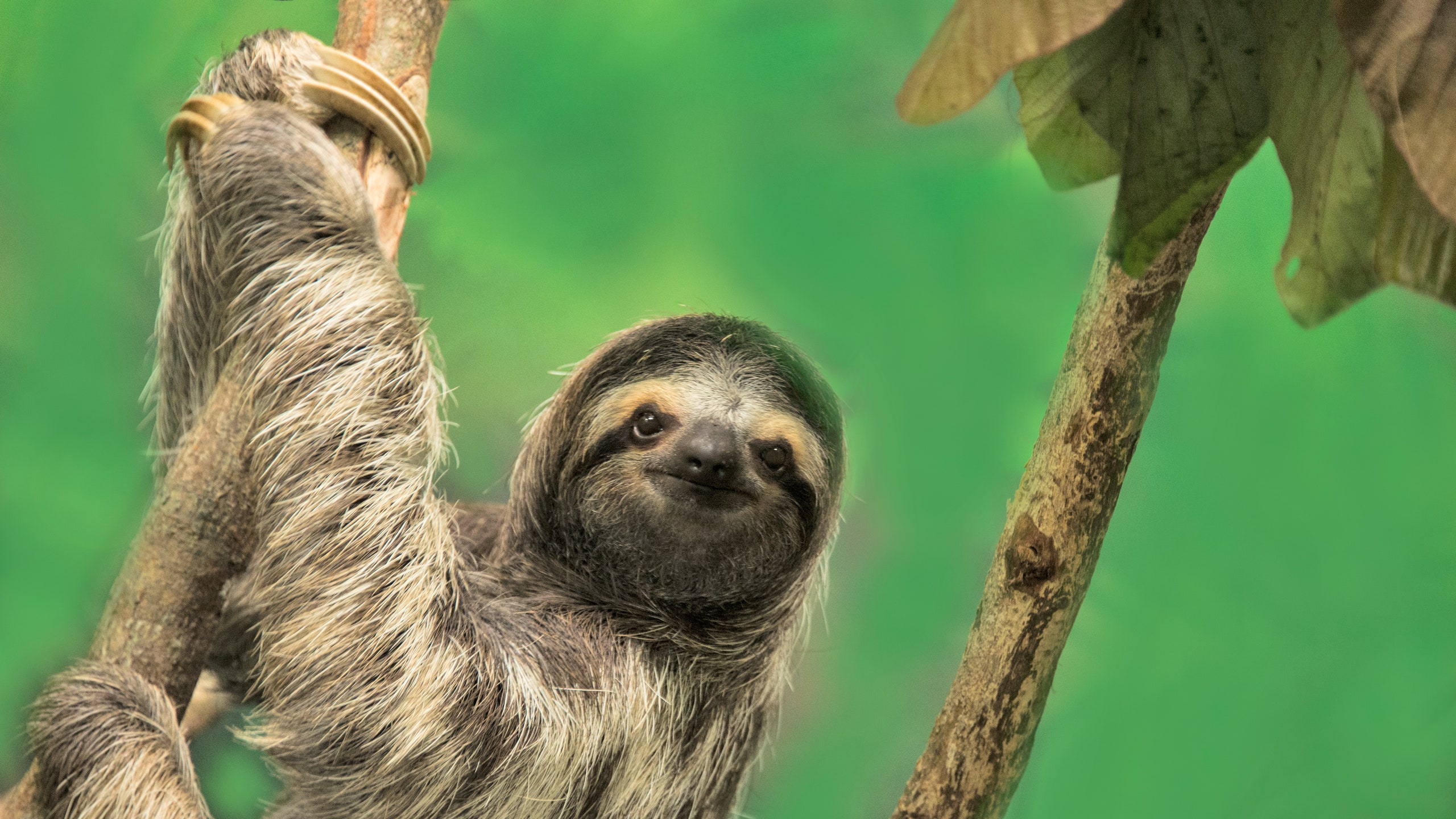 Detail Pics Of A Sloth Nomer 24