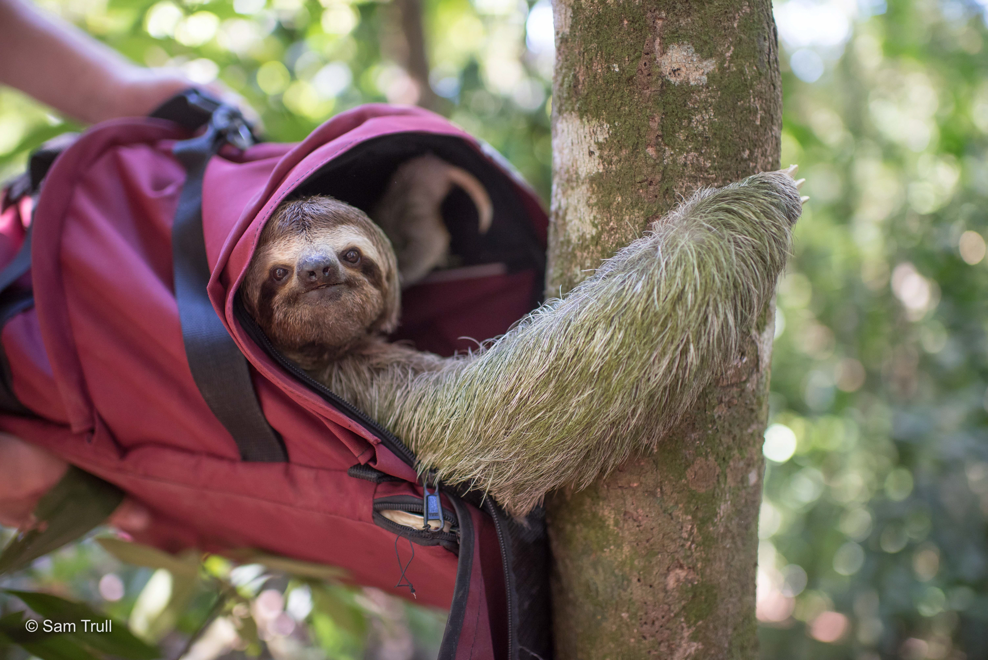 Detail Pics Of A Sloth Nomer 29