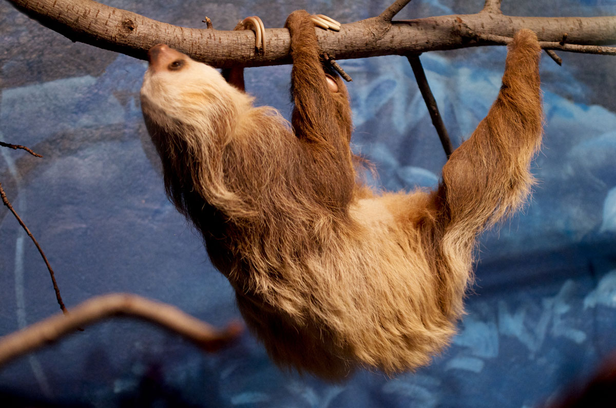 Detail Pics Of A Sloth Nomer 51