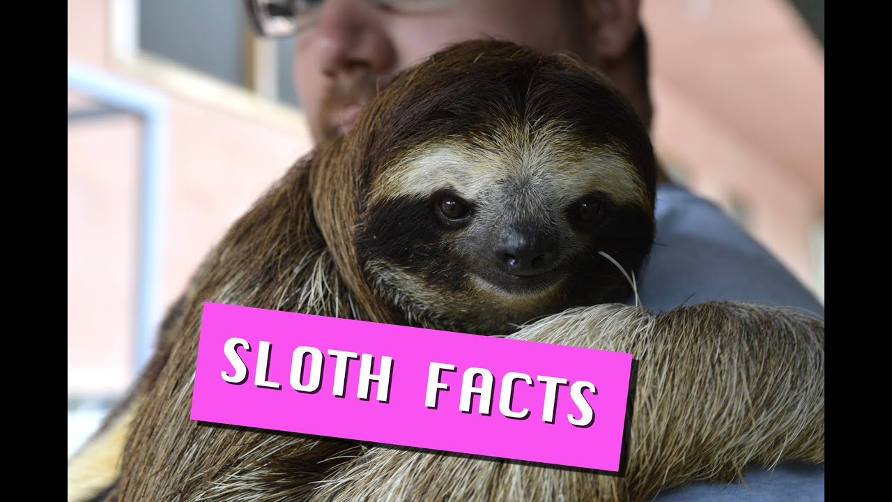 Detail Pics Of A Sloth Nomer 53