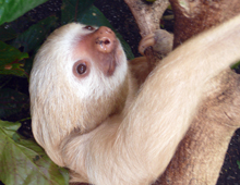 Detail Pics Of A Sloth Nomer 55