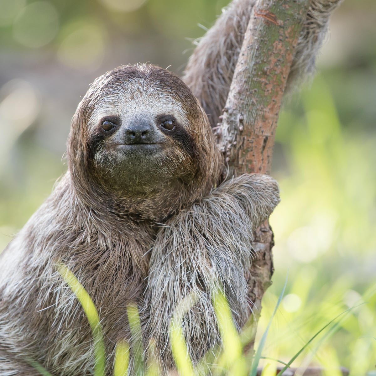 Detail Pics Of A Sloth Nomer 9