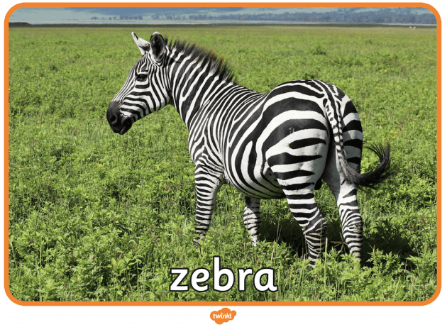 Detail Pics Of A Zebra Nomer 19