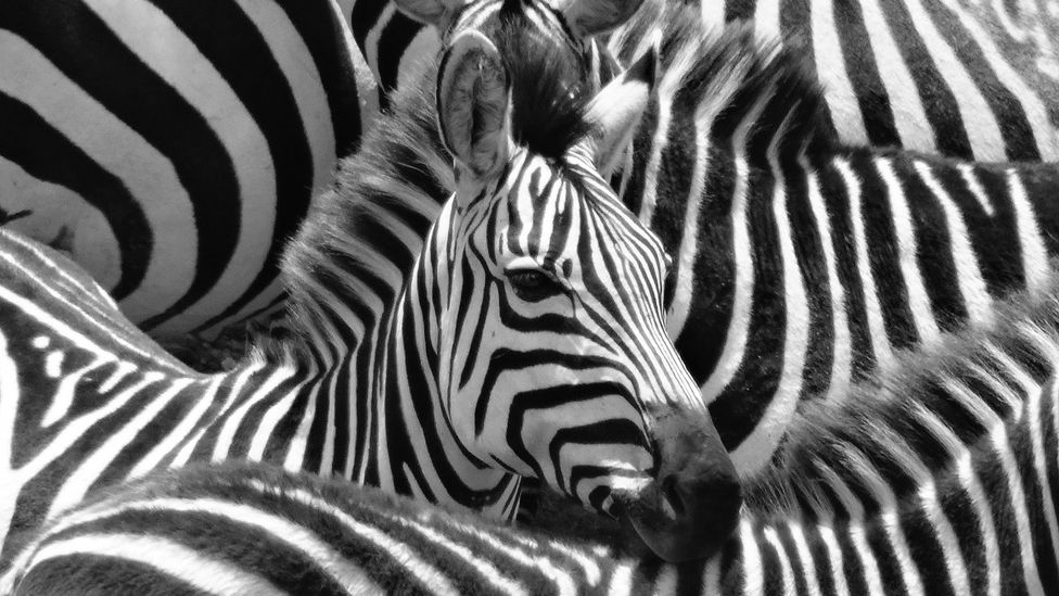 Detail Pics Of A Zebra Nomer 36