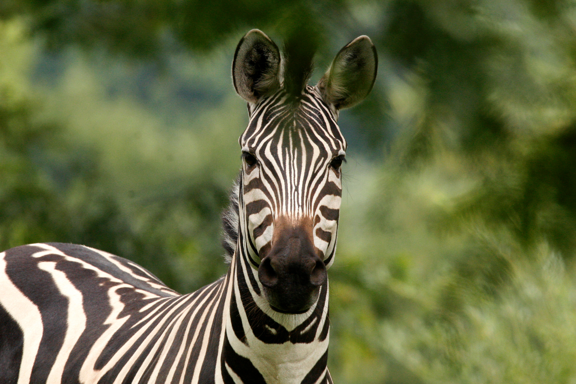 Detail Pics Of A Zebra Nomer 40