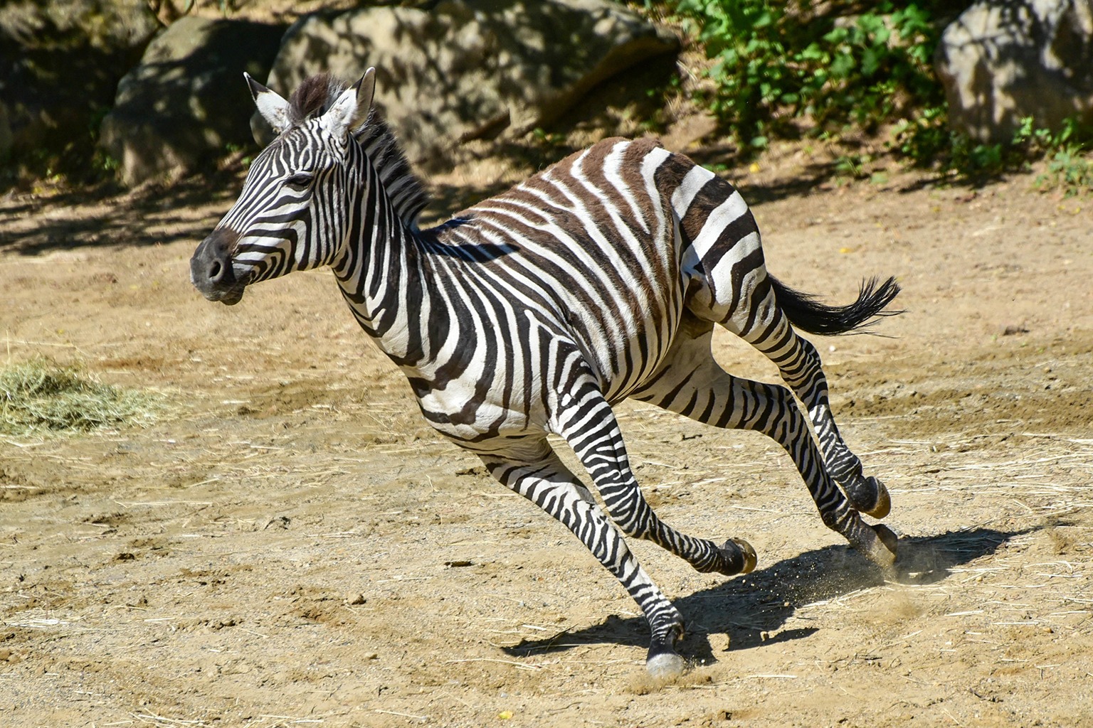 Detail Pics Of A Zebra Nomer 42
