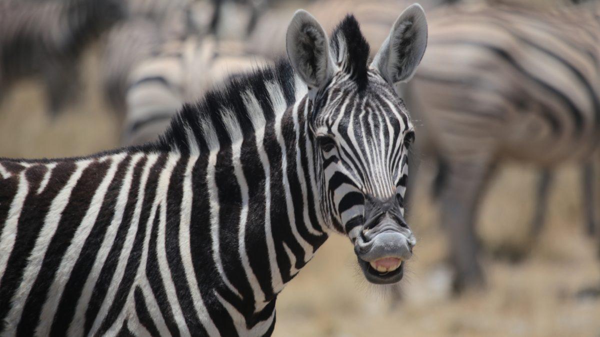 Detail Pics Of A Zebra Nomer 45