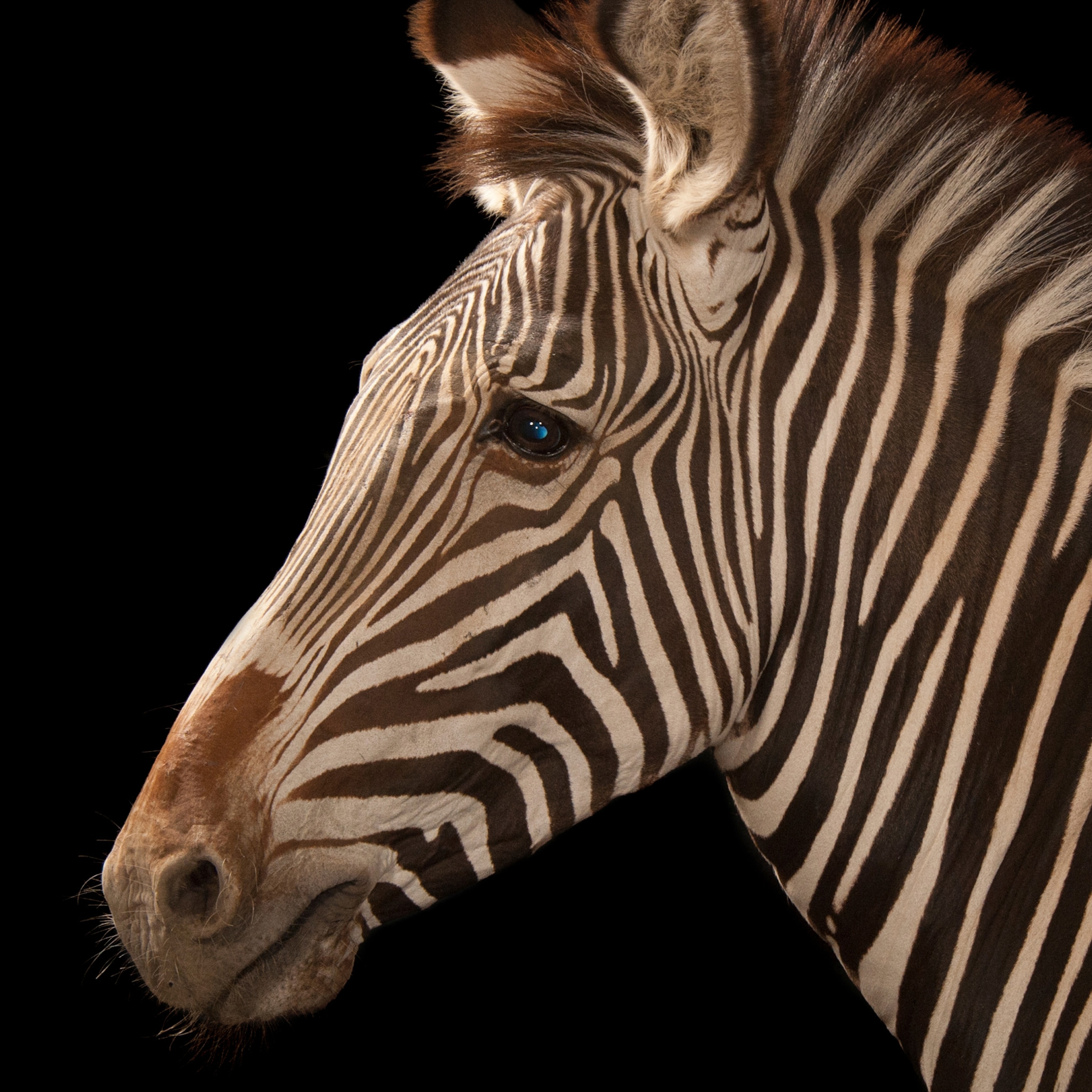 Detail Pics Of A Zebra Nomer 47