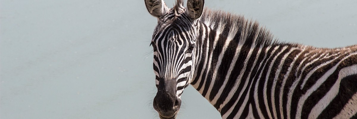 Detail Pics Of A Zebra Nomer 58