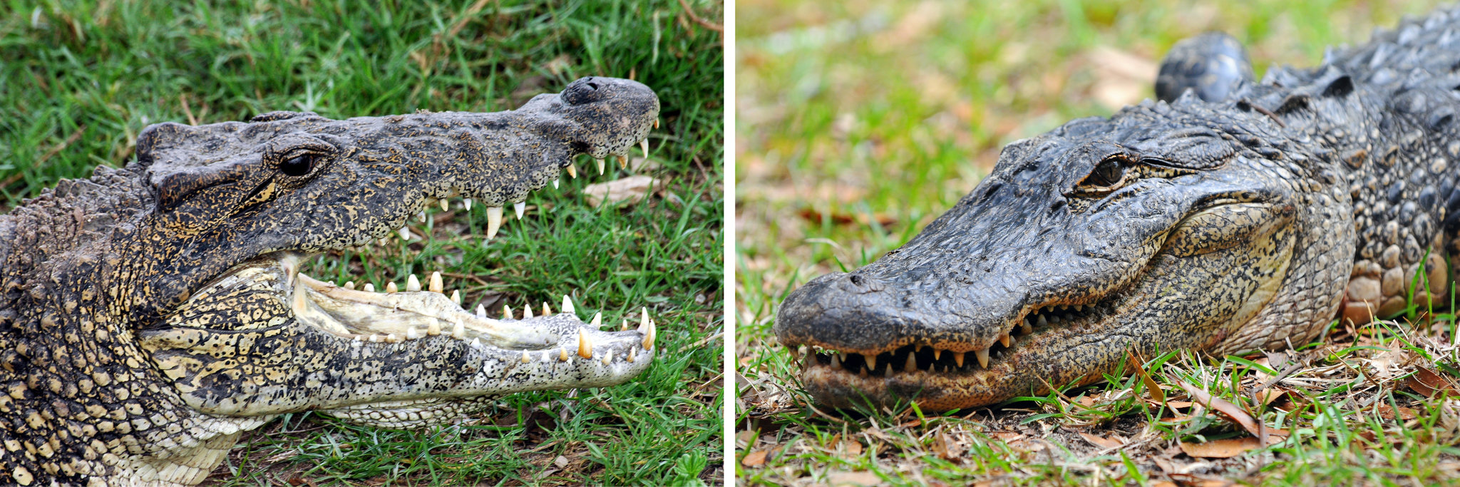 Крокодилы и лягушки какие животные. Кайман vs Аллигатор. Аллигатор и крокодил. Крокодил vs Аллигатор. Крокодил Аллигатор Кайман.