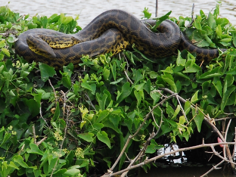 Detail Pics Of Anaconda Nomer 31