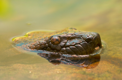 Detail Pics Of Anaconda Nomer 55