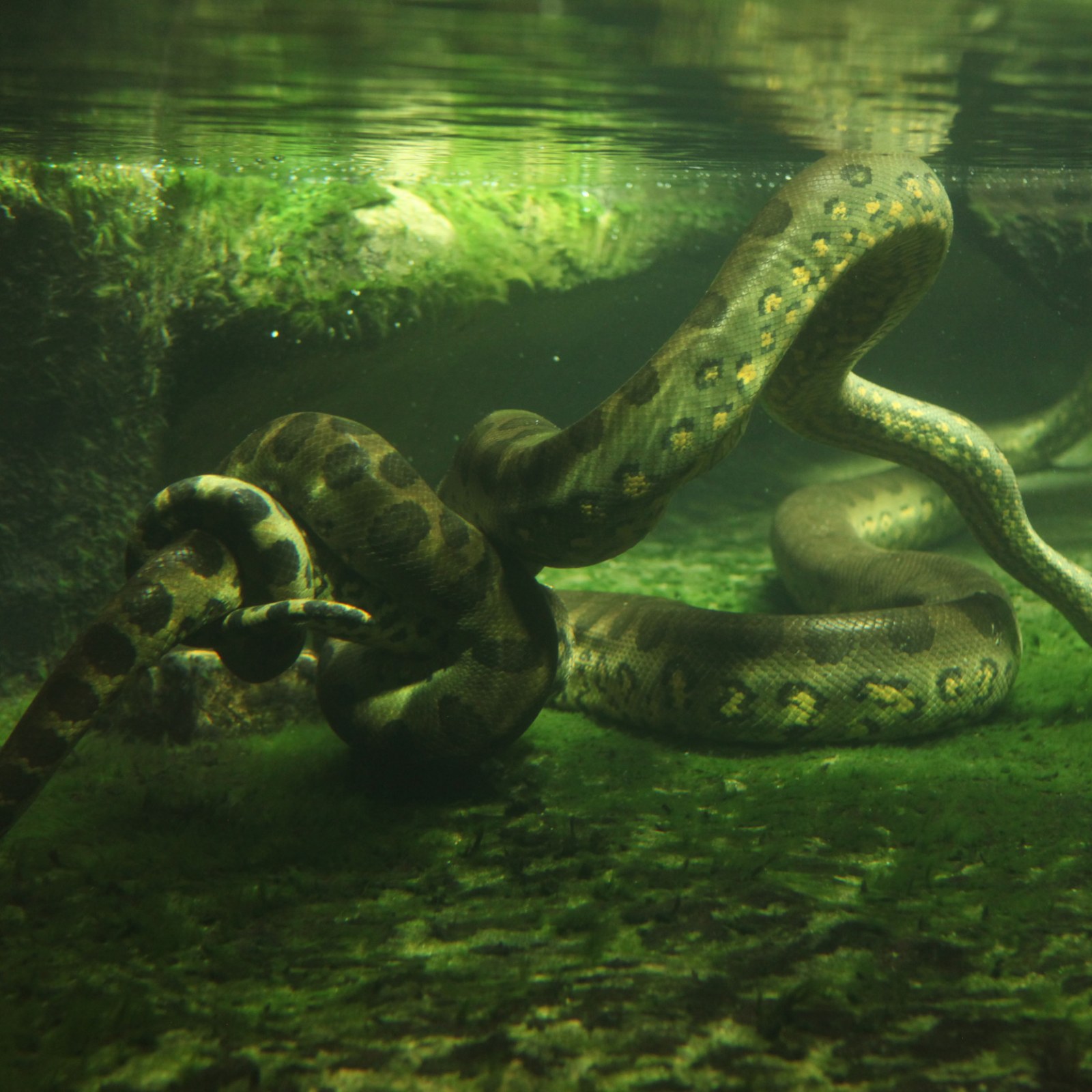 Detail Pics Of Anaconda Snake Nomer 29