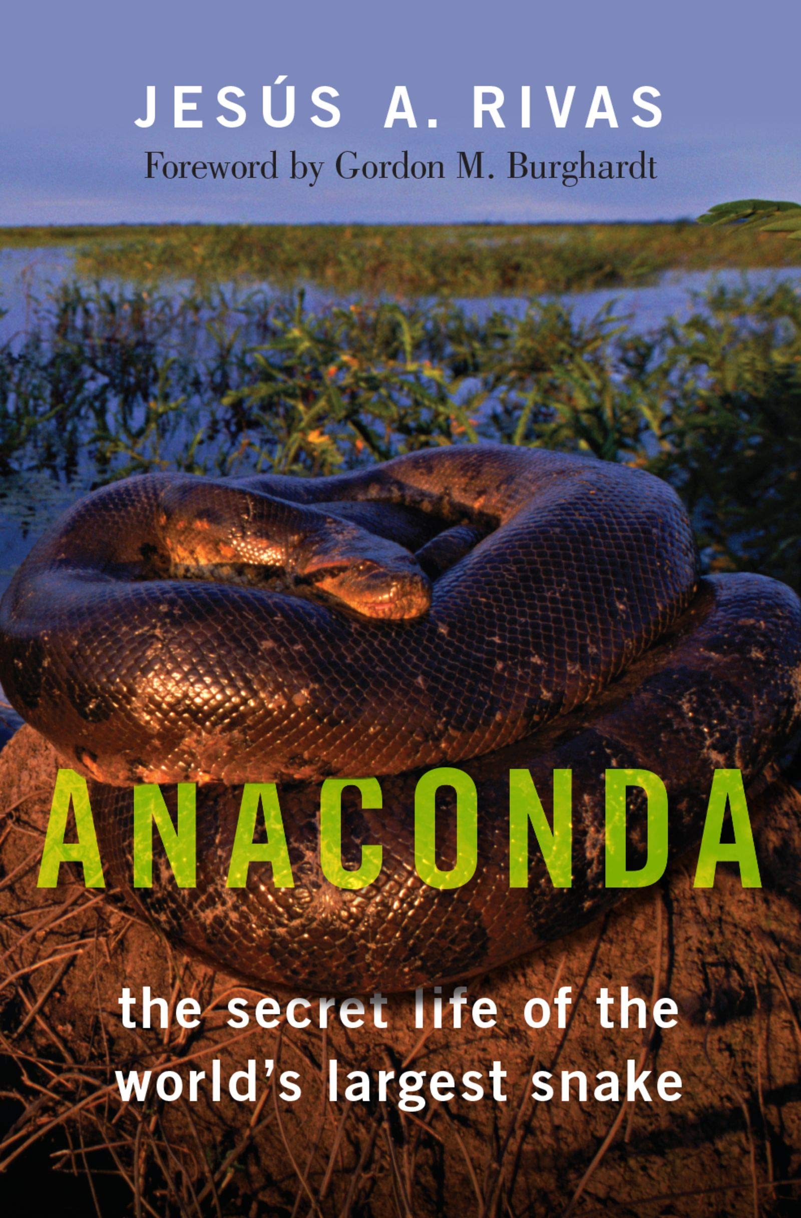 Detail Pics Of Anaconda Snake Nomer 35