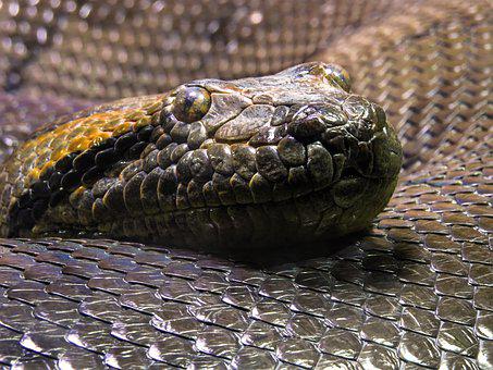 Detail Pics Of Anaconda Snake Nomer 41