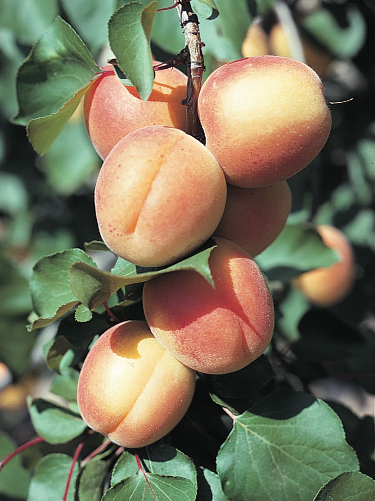 Detail Pics Of Apricots Nomer 13