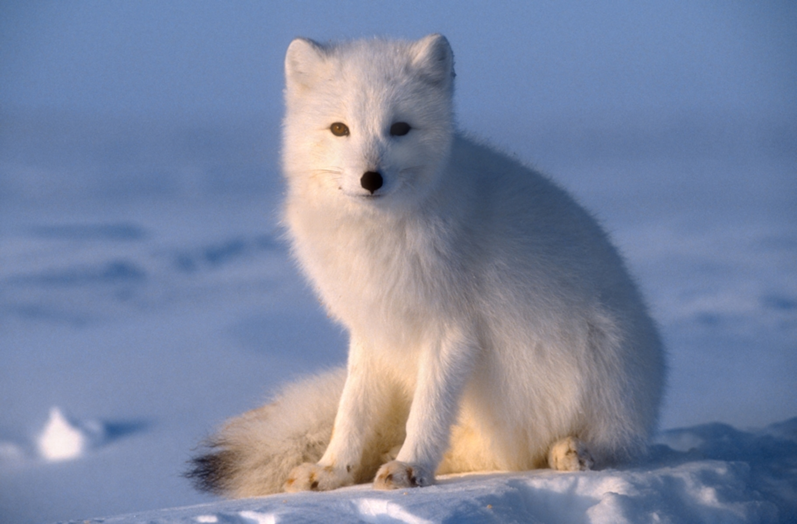 Detail Pics Of Arctic Fox Nomer 2